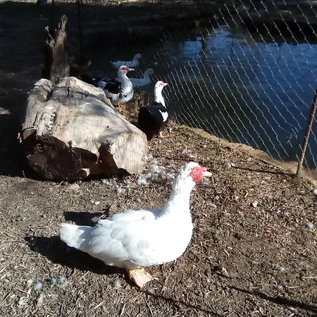 דירה Loft קאטליוס